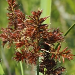 Cyperus lucidus at Uriarra Village, ACT - 30 Jan 2018