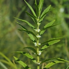 Lycopus australis (Native Gipsywort, Australian Gipsywort) at Lower Cotter Catchment - 29 Jan 2018 by KenT