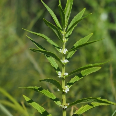 Lycopus australis (Native Gipsywort, Australian Gipsywort) at Cotter River, ACT - 29 Jan 2018 by KenT