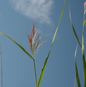 Phragmites australis at Cotter River, ACT - 30 Jan 2018 09:43 AM