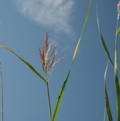 Phragmites australis (Common Reed) at Cotter River, ACT - 30 Jan 2018 by KenT