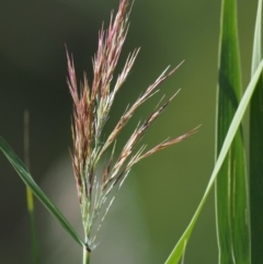 Phragmites australis at Cotter River, ACT - 30 Jan 2018