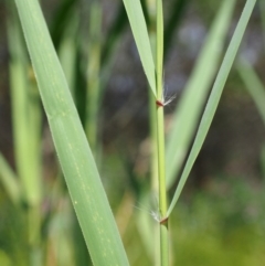 Phragmites australis at Cotter River, ACT - 30 Jan 2018 09:43 AM