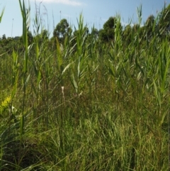 Phragmites australis at Cotter River, ACT - 30 Jan 2018 09:43 AM