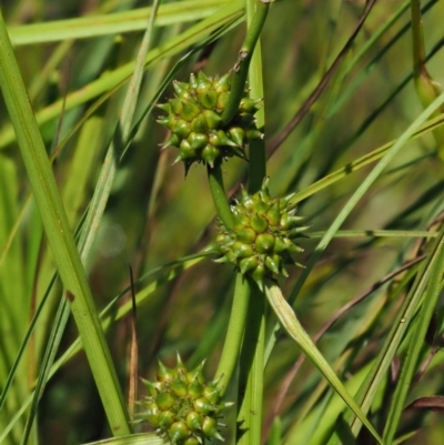 Sparganium subglobosum (Floating Bur-reed) at Uriarra Village, ACT - 29 Jan 2018 by KenT