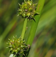 Sparganium subglobosum at Uriarra Village, ACT - 30 Jan 2018