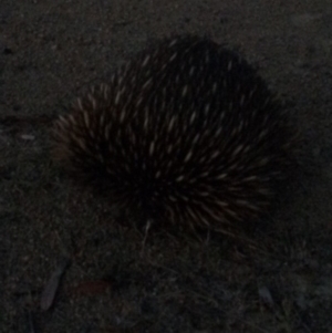 Tachyglossus aculeatus at Deakin, ACT - 1 Feb 2018 08:42 PM