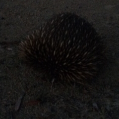 Tachyglossus aculeatus (Short-beaked Echidna) at Deakin, ACT - 1 Feb 2018 by KL