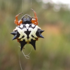 Austracantha minax (Christmas Spider, Jewel Spider) at Acton, ACT - 23 Jan 2018 by Ali