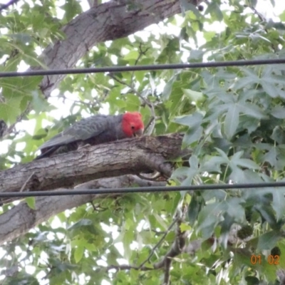 Callocephalon fimbriatum (Gang-gang Cockatoo) at Hughes, ACT - 1 Feb 2018 by jennyt