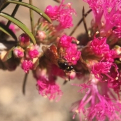 Exoneura sp. (genus) at Acton, ACT - 8 Nov 2017 01:42 PM