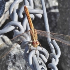 Diplacodes haematodes (Scarlet Percher) at Molonglo River Reserve - 29 Jan 2018 by JohnBundock