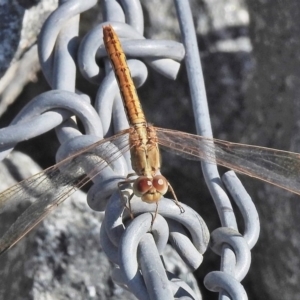 Diplacodes haematodes at Molonglo River Reserve - 30 Jan 2018