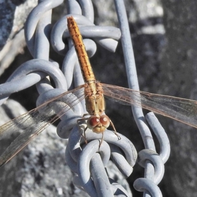 Diplacodes haematodes (Scarlet Percher) at Molonglo River Reserve - 29 Jan 2018 by JohnBundock