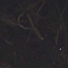 Petaurus notatus (Krefft’s Glider, formerly Sugar Glider) at Red Hill to Yarralumla Creek - 1 Feb 2018 by jennyt