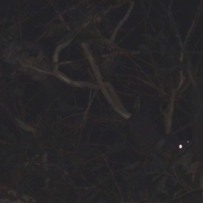 Petaurus notatus (Krefft’s Glider, Sugar Glider) at Red Hill to Yarralumla Creek - 1 Feb 2018 by jennyt