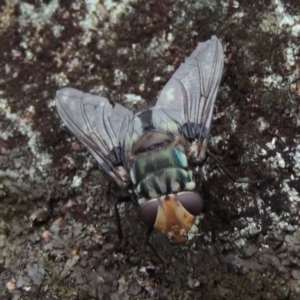 Rutilia (Chrysorutilia) sp. (genus & subgenus) at Rob Roy Range - 8 Jan 2018