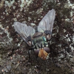 Rutilia (Chrysorutilia) sp. (genus & subgenus) (A Bristle Fly) at Rob Roy Range - 8 Jan 2018 by michaelb
