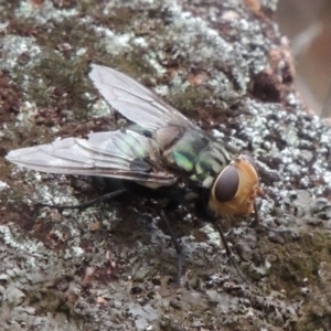 Rutilia (Chrysorutilia) sp. (genus & subgenus) at Rob Roy Range - 8 Jan 2018