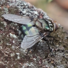 Rutilia (Chrysorutilia) sp. (genus & subgenus) at Rob Roy Range - 8 Jan 2018