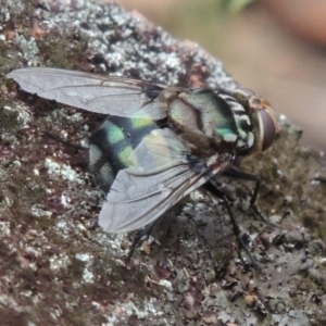 Rutilia (Chrysorutilia) sp. (genus & subgenus) at Rob Roy Range - 8 Jan 2018