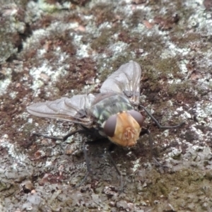 Rutilia (Chrysorutilia) sp. (genus & subgenus) at Rob Roy Range - 8 Jan 2018