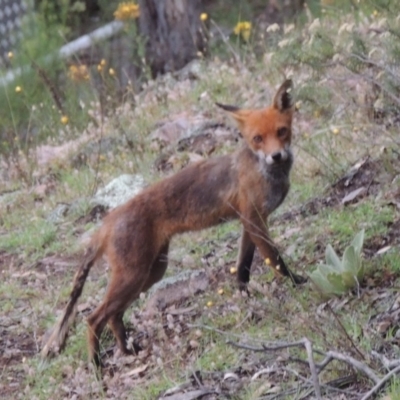 Vulpes vulpes (Red Fox) at Conder, ACT - 8 Jan 2018 by MichaelBedingfield