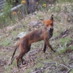 Vulpes vulpes (Red Fox) at Conder, ACT - 8 Jan 2018 by michaelb