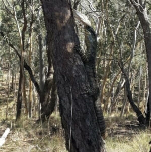 Varanus varius at Nanima, NSW - suppressed