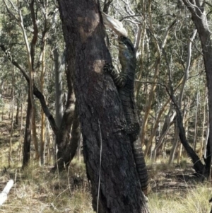 Varanus varius at Nanima, NSW - 26 Jan 2018
