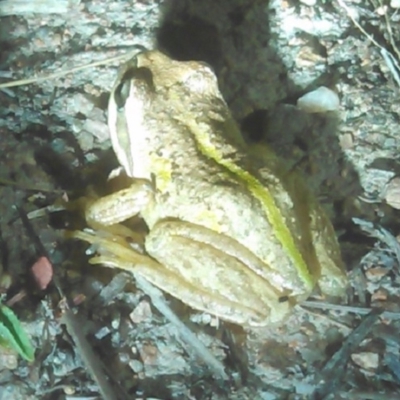 Litoria verreauxii verreauxii (Whistling Tree-frog) at Tuggeranong Pines - 1 Feb 2018 by YumiCallaway