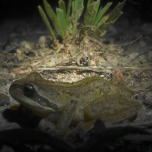 Litoria verreauxii verreauxii at Chisholm, ACT - 1 Feb 2018 08:55 PM