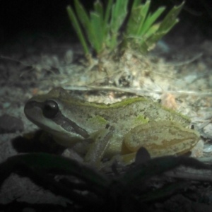 Litoria verreauxii verreauxii at Chisholm, ACT - 1 Feb 2018 08:55 PM