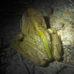 Litoria verreauxii verreauxii at Chisholm, ACT - 1 Feb 2018