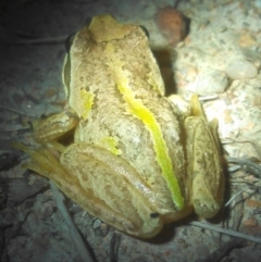 Litoria verreauxii verreauxii at Chisholm, ACT - 1 Feb 2018 08:55 PM