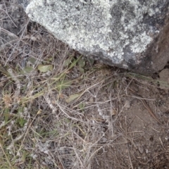 Morethia boulengeri (Boulenger's Skink) at Red Hill Nature Reserve - 1 Feb 2018 by Simmo