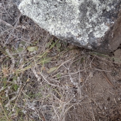 Morethia boulengeri (Boulenger's Skink) at Red Hill, ACT - 1 Feb 2018 by Simmo