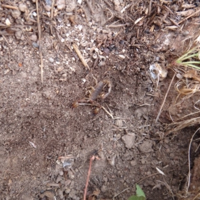 Urodacus manicatus (Black Rock Scorpion) at Red Hill Nature Reserve - 1 Feb 2018 by Simmo