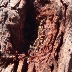 Apis mellifera (European honey bee) at Mount Mugga Mugga - 1 Feb 2018 by Simmo