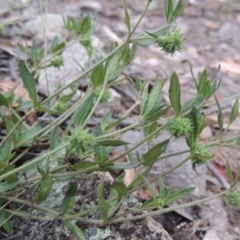 Opercularia hispida (Hairy Stinkweed) at Rob Roy Range - 8 Jan 2018 by MichaelBedingfield