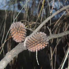 Allocasuarina verticillata (Drooping Sheoak) at Rob Roy Range - 8 Jan 2018 by MichaelBedingfield