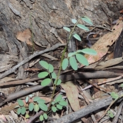 Indigofera australis subsp. australis (Australian Indigo) at Rob Roy Range - 8 Jan 2018 by michaelb