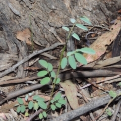 Indigofera australis subsp. australis (Australian Indigo) at Rob Roy Range - 8 Jan 2018 by MichaelBedingfield