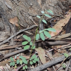 Indigofera australis subsp. australis at Rob Roy Range - 8 Jan 2018 08:57 PM