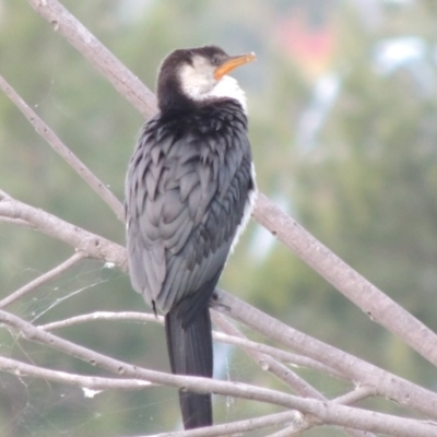 Microcarbo melanoleucos (Little Pied Cormorant) at Gordon, ACT - 27 Jan 2018 by michaelb