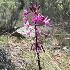Dipodium punctatum (Blotched Hyacinth Orchid) at Booth, ACT - 1 Feb 2018 by ChrisM
