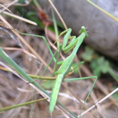 Tenodera australasiae (Purple-winged mantid) at Kambah, ACT - 26 Jan 2018 by MatthewFrawley