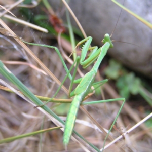 Tenodera australasiae at Kambah, ACT - 26 Jan 2018 06:04 PM