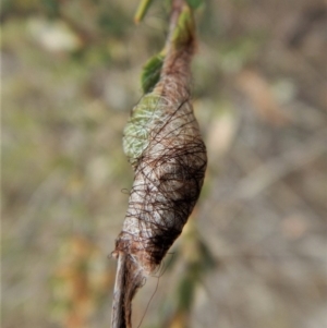 Austracantha minax at Belconnen, ACT - 5 Oct 2017