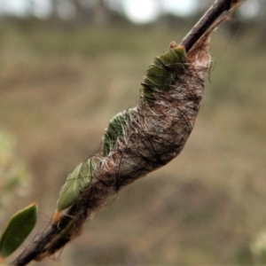 Austracantha minax at Belconnen, ACT - 5 Oct 2017